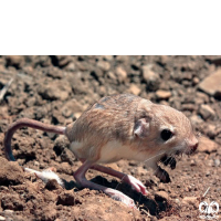 گونه دوپای بلانفورد Blanford’s jerboa